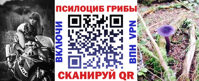 Псилоцибиновые грибы Psilocybine cubensis  Лесосибирск 